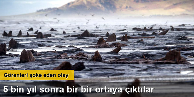 Denizin altından 5 bin yıllık orman çıktı!
